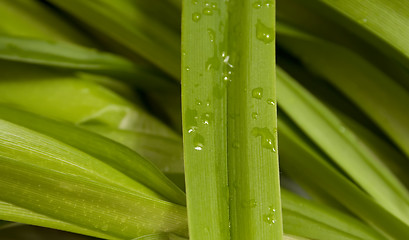 Image showing Green leaf with drops of water