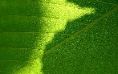 Image showing Green leaf macro shot