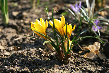 Image showing Yellow Crocus