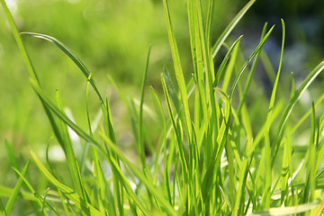 Image showing Green grass