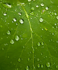 Image showing Green leaf with drops of water