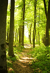 Image showing Autumn forest path