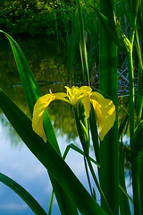 Image showing Yellow  lotus flower on the lake