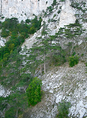 Image showing Mountain wall covered with trees, moss and rocks