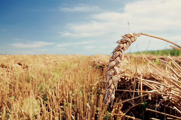 Image showing Wheat head against blue sky and field