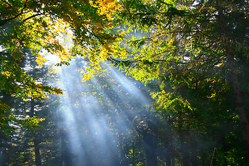 Image showing Forest with rays of light