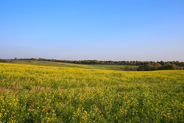 Image showing Green field with blue sky