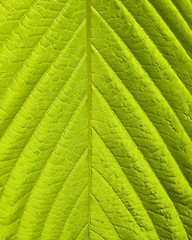 Image showing Green leaf macro shot