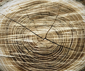 Image showing Old wood texture