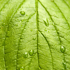 Image showing Green leaf with drops of water