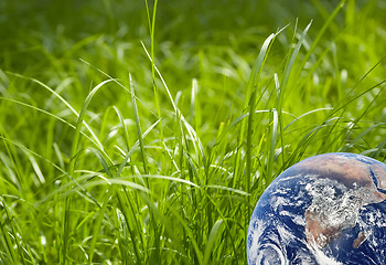 Image showing Green grass and earth image