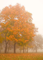 Image showing Misty autumn morning