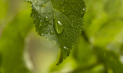 Image showing Beautiful green leaf with drops of water