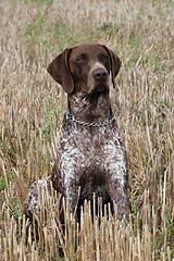 Image showing German Short-haired Pointing Dog on the corn field