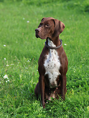 Image showing English Pointer on the meadow