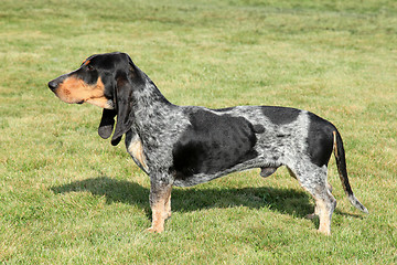 Image showing Blue Gascony Basset