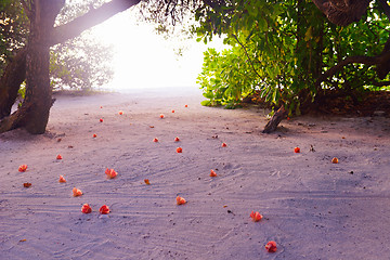 Image showing tropical beach