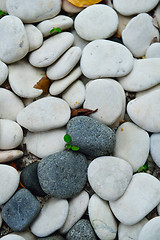 Image showing tropical beach