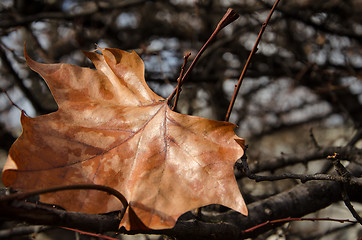 Image showing The last autumn leaf 