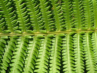 Image showing Fine pattern from leaves of fern