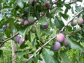 Image showing Fruits of plum on the tree