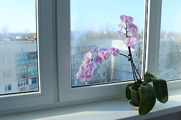 Image showing Fine branch of a blossoming pink orchid