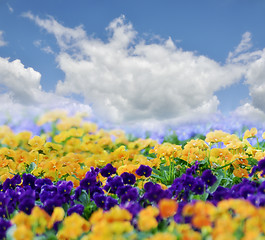 Image showing Spring Flowers