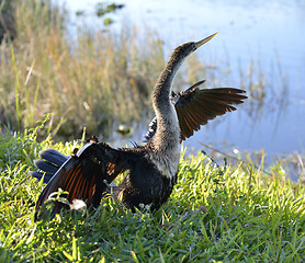 Image showing American Anhinga Bird