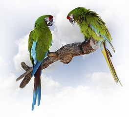 Image showing Parrots 