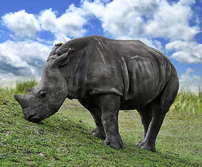 Image showing Baby White Rhino