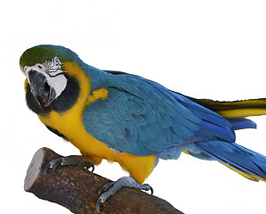 Image showing Macaw Parrot Perching