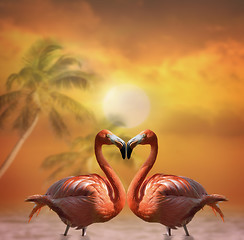 Image showing Pink Flamingos