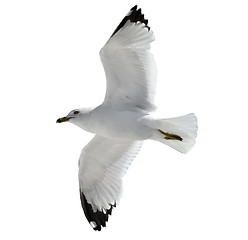 Image showing Flying  Seagull