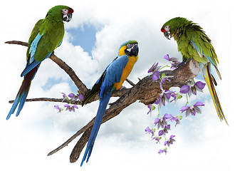 Image showing Macaw Parrots Perching