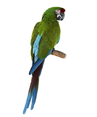 Image showing Macaw Parrot Perching