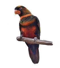 Image showing Colorful Parrot