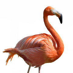 Image showing Pink Flamingo