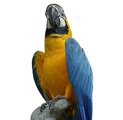 Image showing Macaw Parrot