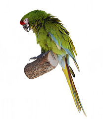 Image showing Macaw Parrot Perching