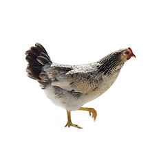 Image showing Colorful Hen