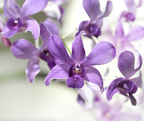 Image showing Purple Orhid Flowers