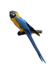 Image showing Macaw Parrot Perching