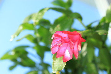 Image showing Fine pink flower of Schlumbergera