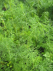 Image showing Fennel growing on a bed