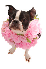Image showing Boston Terier Dog Wearing Hawaiian Lei