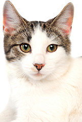 Image showing Cat close-up