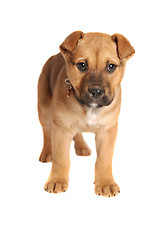 Image showing Boxer Mastiff Puppy