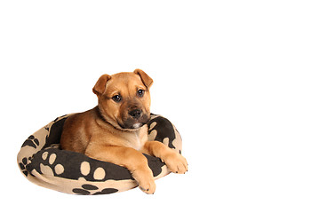 Image showing Mastiff puppy lying on a dog bed