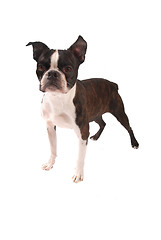 Image showing Brindle and White Boston Terrier Stading