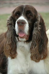 Image showing Cocker spaniel